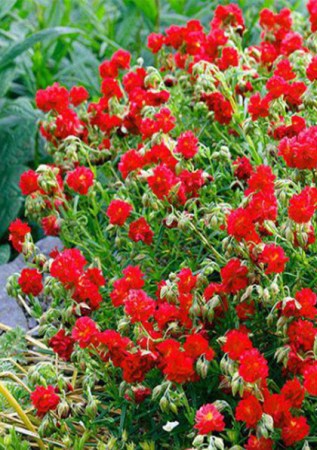 HELIANTHEMUM x hybr. Rubin